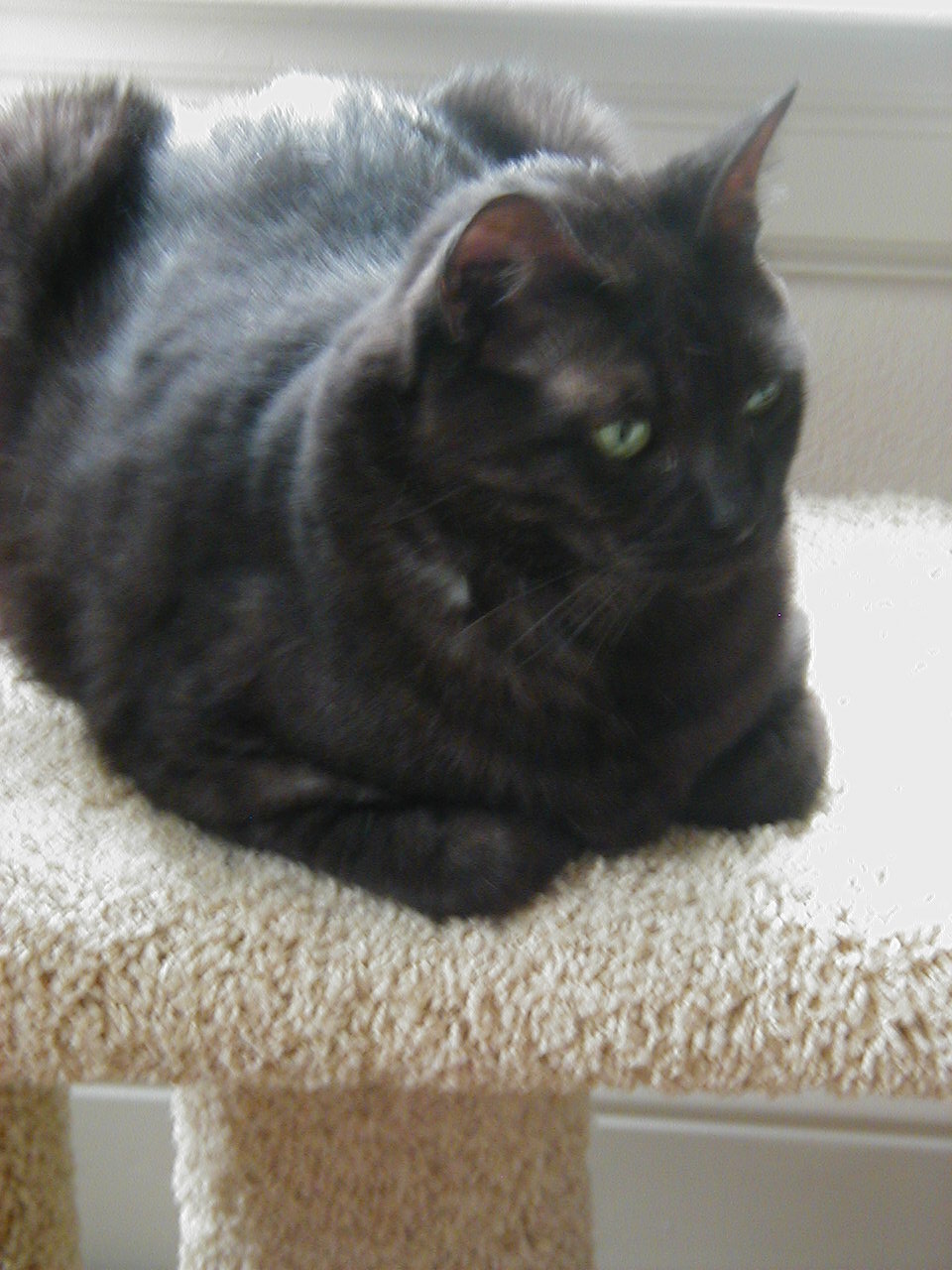 Image of my cat